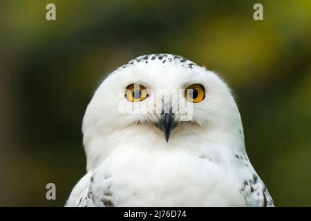 Hibou des neiges (Bubo scandiacus), captif, oiseau de proie enceinte Bispingen, Lüneburger Heide, Allemagne, Basse-Saxe Banque D'Images