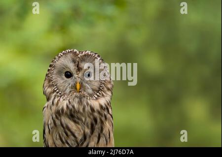 Oural Owl (Strix uralensis), captive, oiseau de proie Enclosure Bispingen, Lüneburg Heath, Allemagne, Basse-Saxe Banque D'Images