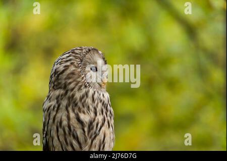 Hibou de l'Oural (Strix uralensis), feuilles d'automne captives et colorées en arrière-plan, enceinte de l'oiseau de proie de Bispingen, Lüneburger Heide, Allemagne, Basse-Saxe Banque D'Images