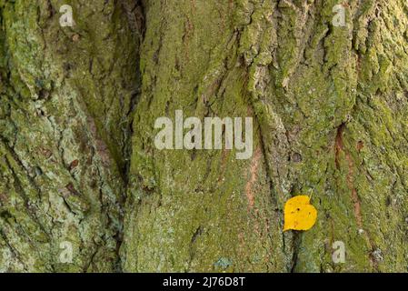 Tronc d'un tilleul à feuilles de tilleul jaune, l'écorce est recouverte de lichen vert, Allemagne, Hesse, Marburger Land Banque D'Images