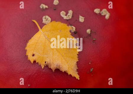 Feuille de bouleau jaune sur chapeau rouge d'un tabouret, France, montagnes des Vosges Banque D'Images