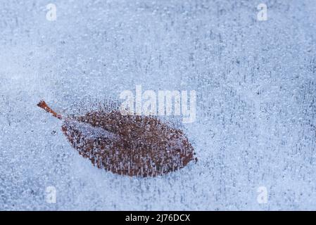 Feuilles congelées dans de la glace et des bulles d'air, Allemagne, Hesse Banque D'Images