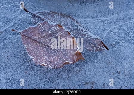 Feuilles et bulles d'air gelées dans la glace, Allemagne, Hesse Banque D'Images