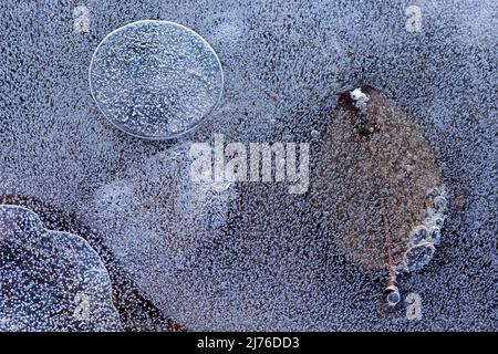 Feuilles congelées dans de la glace et des bulles d'air, Allemagne, Hesse Banque D'Images