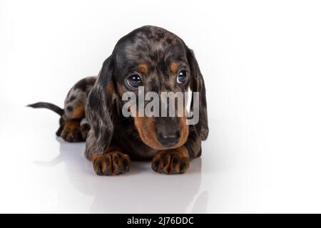 Curieux dachshund en marbre chiot regarde vers l'avant et incline sa tête, allongé sur le fond blanc du studio Banque D'Images