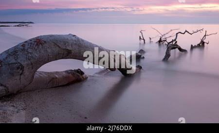 Ambiance du soir sur la plage ouest, eaux lavantes autour d'un arbre tombé, Mer Baltique, Allemagne, Mecklembourg-Poméranie occidentale, péninsule Fischland-Darß-Zingst Banque D'Images