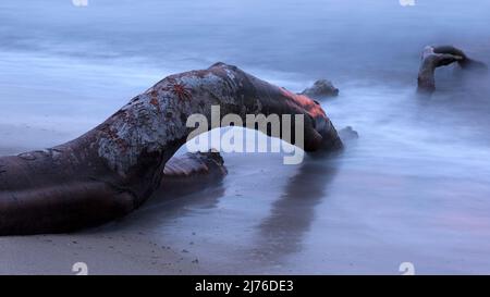 Ambiance du soir sur la plage ouest, eaux usées autour d'un arbre tombé, Mer Baltique, Allemagne, Mecklenburg-Poméranie occidentale, péninsule Fischland-Darß-Zingst Banque D'Images