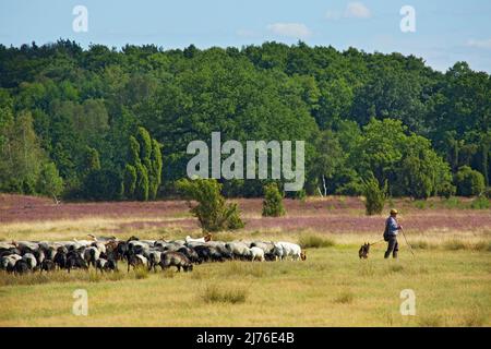 Schaefer avec troupeau de moutons dans le paysage de la lande près de Döhle. Banque D'Images