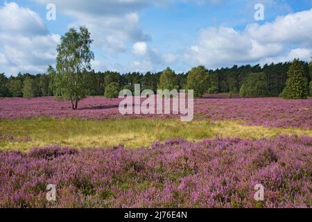 Bruyère à balais en fleurs près de Döhle dans le parc naturel de Lüneburger Heide Banque D'Images