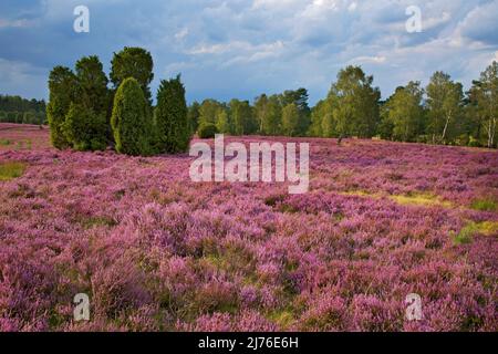 Un balai en fleur de bruyère et de genévrier sous le ciel sombre de la douche près de Döhle dans le parc naturel de Lüneburger Heide Banque D'Images