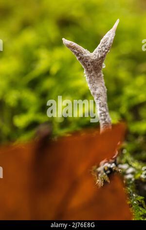 Le champignon de la corne de cerf, Xylaria hypoxylon, gros plan, la forêt encore en vie Banque D'Images