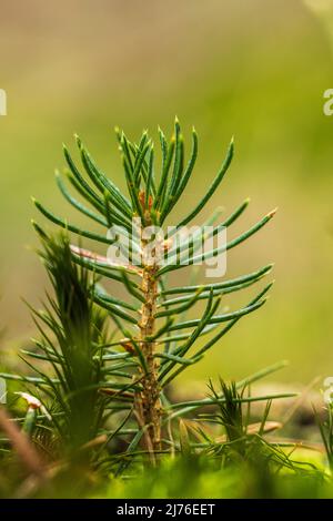 Jeunes Écossais PIN, Pinus sylvestris, gros plan, semis de pin Banque D'Images