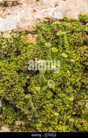 Gros plan de la trompette Cladonia fimbriata, en hiver sur un tronc d'arbre Banque D'Images