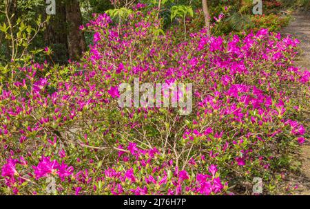 Evergreen azalea violet triomphe, un large et vigoureux buisson de propagation Banque D'Images