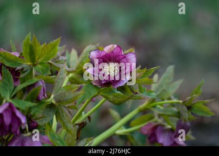 Helleborus hybridus Double Ellen Rouge poussant dans le jardin de printemps. Rose de Noël ou laque d'hellebore ou Rose de neige. Banque D'Images