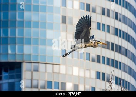 Vienne, héron gris volant (Ardea cinerea), colonie de reproduction dans le parc Wasserpark, immeuble de bureaux Peak Vienne (ancienne Tour Florido) en 21. Quartier Floridsdorf, Autriche Banque D'Images