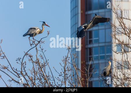 Vienne, héron gris volant (Ardea cinerea), colonie de reproduction dans le parc Wasserpark, immeuble de bureaux Peak Vienne (ancienne Tour Florido) en 21. Quartier Floridsdorf, Autriche Banque D'Images