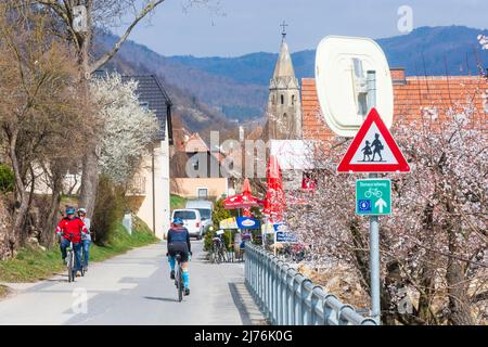 Spitz, hameau de Schwallenbach, église de Schwallenbach, abricot fleuri (Marille) arbres, cyclistes à la piste cyclable du Danube (Donauradweg) dans la région de Wachau, Basse-Autriche, Autriche Banque D'Images