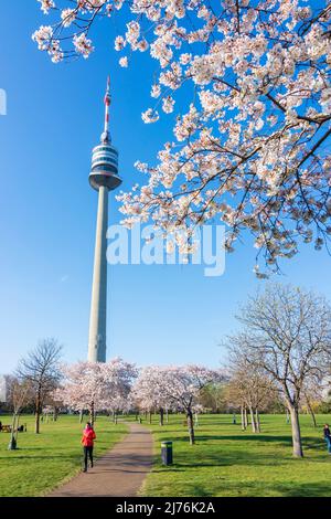Vienne, cerisiers en fleurs au parc du Danube, Donauturm (Tour du Danube) en 22. District de Donaustadt, Autriche Banque D'Images