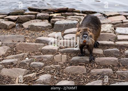 Rat musqué sur la rive de la Vltava, Prague, République tchèque Banque D'Images