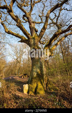 Chêne épais dans la forêt de la ville de Bad Sobernheim (Nahe) au printemps Banque D'Images