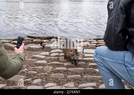 Rat musqué sur la rive de la Vltava, Prague, République tchèque Banque D'Images