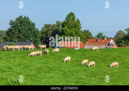 Moutons sur digue, Elsfleth, comté de Wesermarsch, Basse-Saxe, Allemagne, Europe Banque D'Images