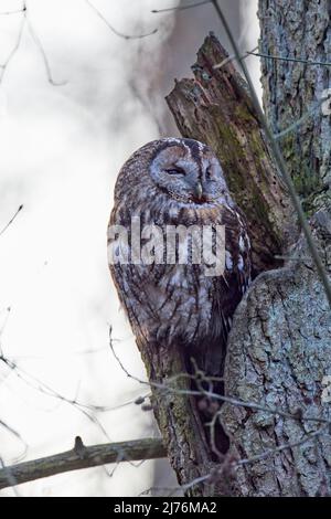 Chouette hulotte, Strix Aluco enr. Banque D'Images