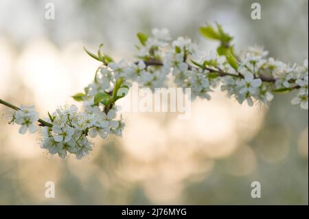 Branche avec fleurs de prunier, Eggenertal, Allemagne, Bade-Wurtemberg, Markgräflerland Banque D'Images