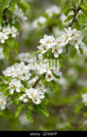 Branche avec des fleurs de poire, Eggenertal, Allemagne, Bade-Wurtemberg, Markgräflerland Banque D'Images