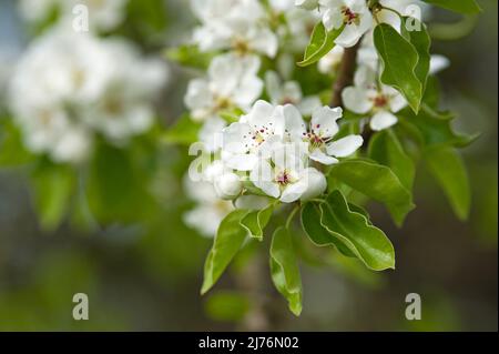 Fleurs de poire, Eggenertal, Allemagne, Bade-Wurtemberg, Markgräflerland Banque D'Images
