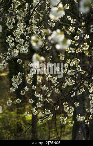 Branches avec cerisiers en fleurs, rétro-éclairage, Eggenertal, Allemagne, Bade-Wurtemberg, Markgräflerland Banque D'Images