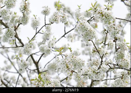 Branches aux cerisiers en fleurs, vue d'en dessous contre le ciel lumineux, Eggenertal, Allemagne, Bade-Wurtemberg, Markgräflerland Banque D'Images