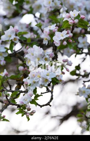 Fleurs de pommier, Eggenertal, Allemagne, Bade-Wurtemberg, Markgräflerland Banque D'Images