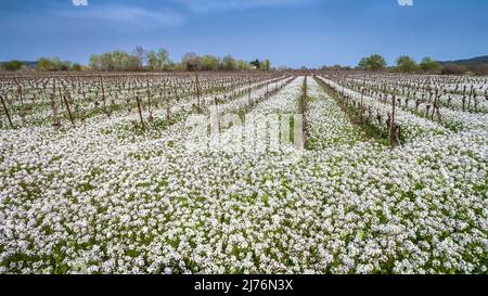 Fausse Roquette près de Fleury d'Aude. Pousse sur la Méditerranée, surtout parmi les vignes. Banque D'Images