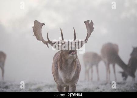 Cerf de Virginie (Dama dama), défrichement, pré, debout, voir caméra Banque D'Images