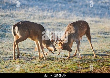 Cerf de Virginie (Dama dama), défrichement, prairie, combat Banque D'Images