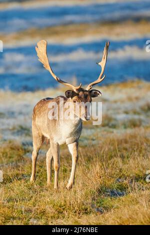 Cerf de Virginie (Dama dama), défrichement, prairie, debout, Banque D'Images