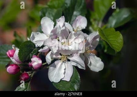 Gros plan sur les fleurs et les bourgeons de la pomme Malus domestica « rouge orange de Kidd » dans un jardin au printemps Banque D'Images