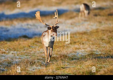 Cerf de Virginie (Dama dama), défrichement, prairie, debout, Banque D'Images