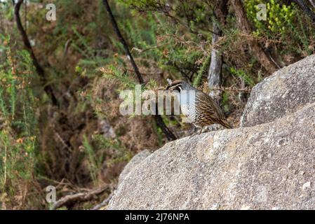 Oiseau de caille mâle de Californie posé sur un rocher dans le parc national d'Abel Tasman, Nouvelle-Zélande Banque D'Images