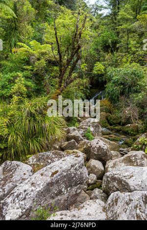 Forêt tropicale au parc national d'Abel Tasman, Nouvelle-Zélande Banque D'Images