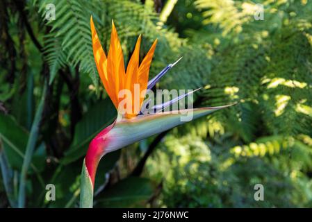 Belle fleur au jardin botanique de Wellington, Nouvelle-Zélande Banque D'Images