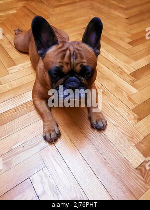 Le chien de taureau de fauve se trouve sur le parquet. Banque D'Images