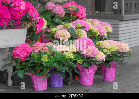 Hydrangea fleurit dans des pots à l'extérieur de la boutique de fleuristes Banque D'Images