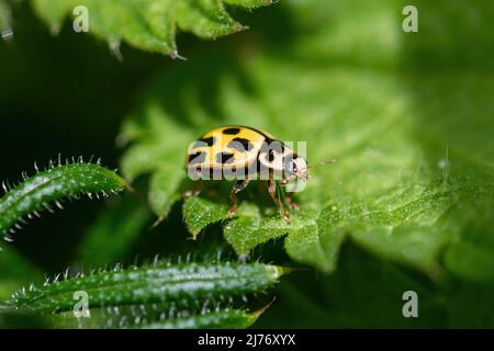 Coccinelle à 14 taches (Propylea quattuordecimpunctata, quatorze taches), insecte jaune et noir ou coléoptère sur la feuille d'ortie, Royaume-Uni Banque D'Images