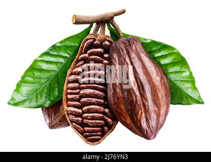 Parfait gousse de cacao ouverte avec des fèves de cacao. Le fichier contient un chemin d'écrêtage. Banque D'Images