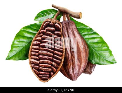 Parfait gousse de cacao ouverte avec des fèves de cacao. Le fichier contient un chemin d'écrêtage. Banque D'Images