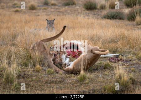 Pumas luttant sur une carcasse de Guanaco, Chili Banque D'Images