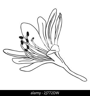 Magnifique croquis de fleurs de nénuphars. Dessin de lys de Doodle. Dessin simple à la main d'une fleur. Contour noir. Illustration vectorielle. Illustration de Vecteur